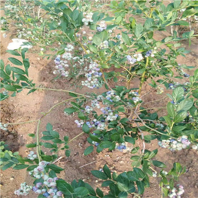 德雷珀蓝莓苗两年结果营养钵蓝莓苗德雷珀蓝莓苗价格及报价