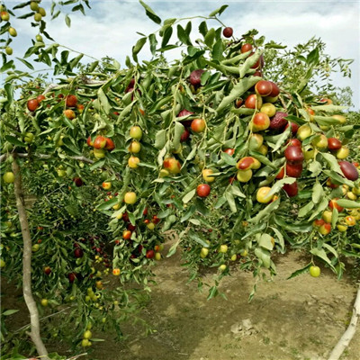 定植兩年的棗樹實生苗兩年結(jié)果