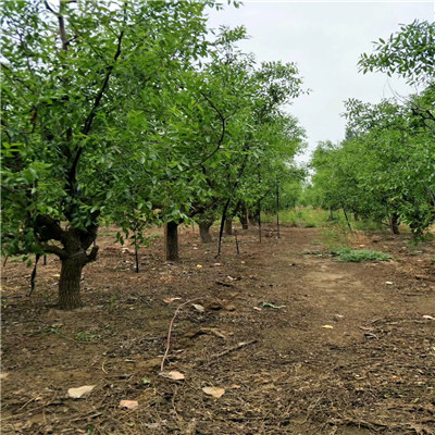 龙须枣枣树苗一棵价钱 定植两年的龙须枣枣树苗基地报价