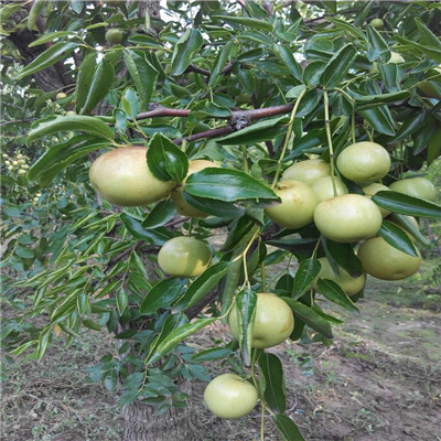马牙枣枣树苗每天报价 三公分结果马牙枣枣树苗基地报价