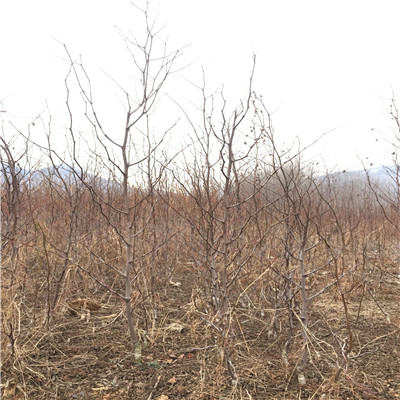 冬棗2號棗樹苗一棵價錢 三公分結果冬棗2號棗樹苗批發基地