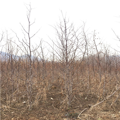 月牙棗棗樹苗品種特點(diǎn) 三公分結(jié)果月牙棗棗樹苗種植技術(shù)