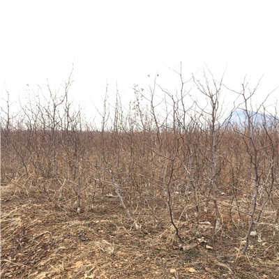 定植两年的大青枣枣树苗种植技术