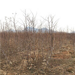 蟠枣树苗当年结果大枣树品种特点