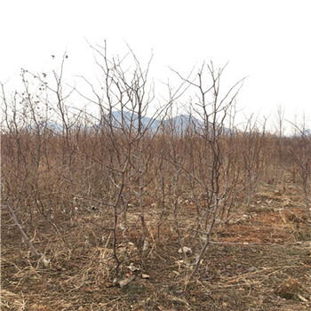 马牙枣枣树苗批发基地20020年山东马牙枣枣树苗种植季节