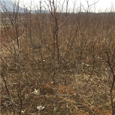 梨棗棗樹苗一棵價(jià)錢 兩年生的梨棗棗樹苗種植季節(jié)