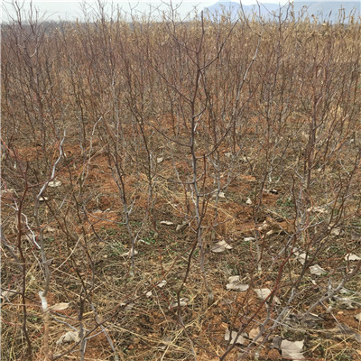 马牙枣枣树苗批发基地 20020年山东马牙枣枣树苗种植季节