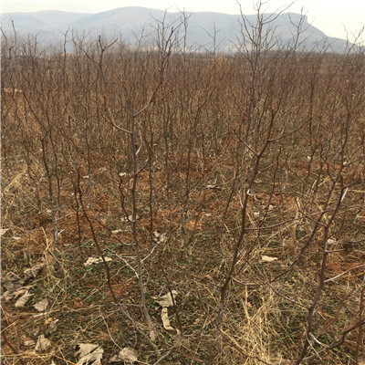 龙须枣枣树苗批发基地 定植两年的龙须枣枣树苗两年结果