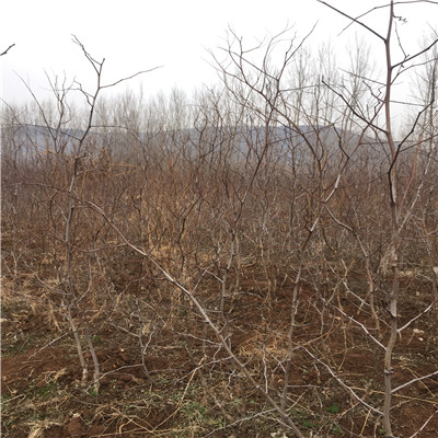 大青棗棗樹苗批發(fā)基地 地徑一公分大青棗棗樹苗兩年結(jié)果