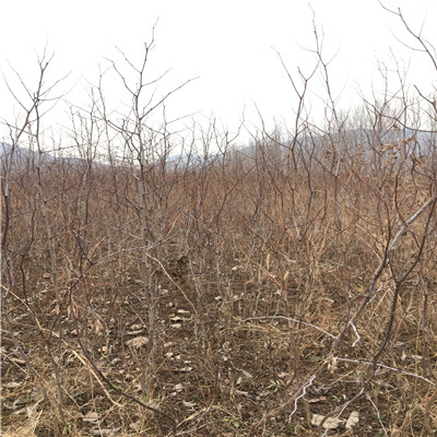 地径一公分大青枣枣树苗成熟季节