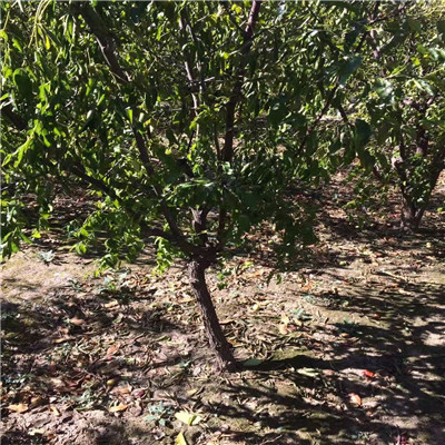 重庆定植两年的葫芦枣枣树苗报价多少钱