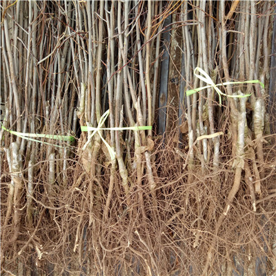 兩年生的龍須棗棗樹苗種植技術(shù)