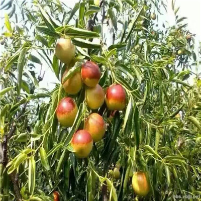 大青枣枣树苗价格及报价 20020年山东大青枣枣树苗品种特色