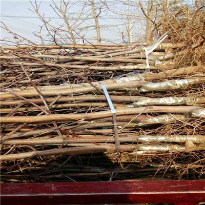 沾化冬枣苗批发基地 定植两年的沾化冬枣苗种植技术