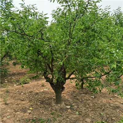 龙枣枣树苗品种特点占地大枣树龙枣枣树苗批发基地