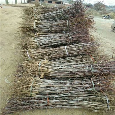梨棗棗樹苗批發(fā)基地 兩年生的梨棗棗樹苗基地報價