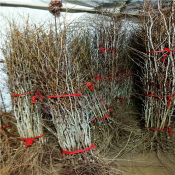 鸡心枣枣树苗两年生的鸡心枣枣树苗苗圃出售