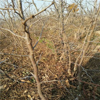 大青枣枣树苗批发基地 地径一公分大青枣枣树苗种植季节