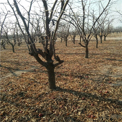 灰棗苗價格及報價 兩年生的灰棗苗基地報價