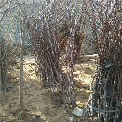 重慶占地大棗樹梨棗棗樹苗苗圃出售