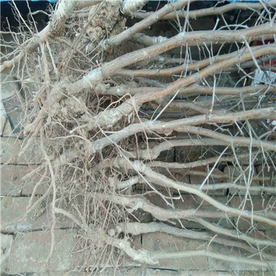 占地大棗樹新金絲四號(hào)棗樹苗品種特色