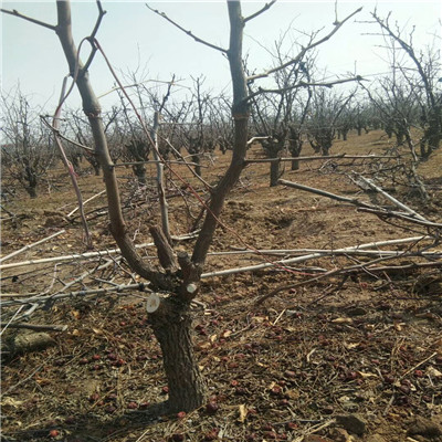 兩年生的冬棗苗種植技術