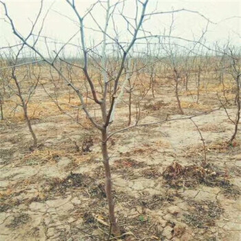 大白羚棗樹苗冬棗樹苗基地價格及報價