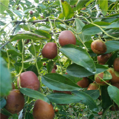 葫芦枣枣树苗市场报价 两年生的葫芦枣枣树苗两年结果