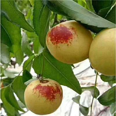 紅棗樹苗批發(fā)基地 占地大棗樹紅棗樹苗批發(fā)基地