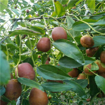 陜西定植兩年的棗樹實(shí)生苗多少錢一棵