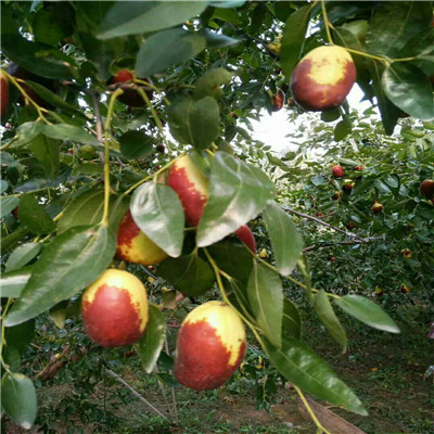 大青棗棗樹苗品種特點(diǎn) 20020年山東大青棗棗樹苗種植季節(jié)