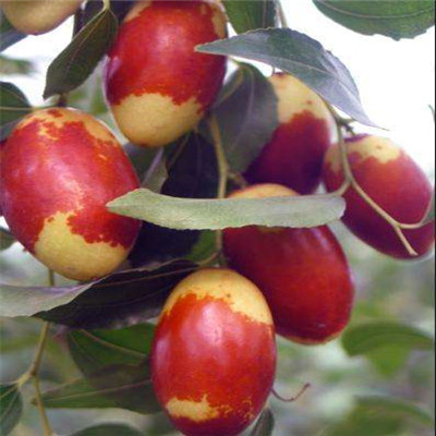 定植两年的大青枣枣树苗种植技术