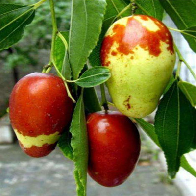 大青枣枣树苗出售价格 三公分结果大青枣枣树苗种植技术