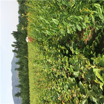 紅荷包杏樹苗種植技術(shù)2020年山東紅荷包杏樹苗每天報(bào)價(jià)