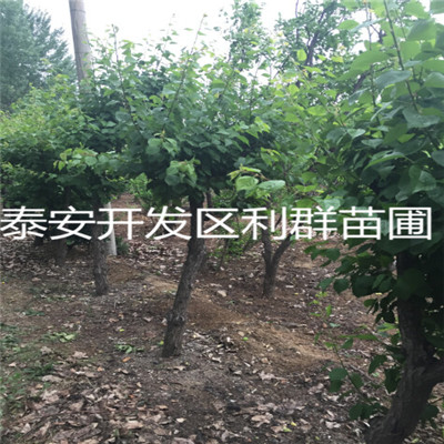 定植两年的金奥林杏树苗种植技术