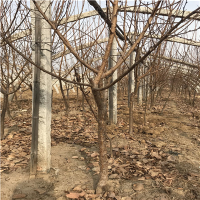 兩年生的嫁接紅荷包杏樹苗批發(fā)價(jià)格