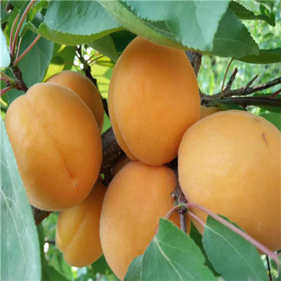金太陽杏樹苗批發(fā)價(jià)格五公分當(dāng)年結(jié)金太陽杏樹苗市場報(bào)價(jià)