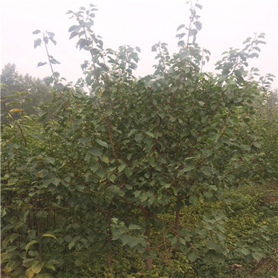 紅荷包杏樹苗種植技術(shù)五公分當(dāng)年結(jié)紅荷包杏樹苗銷售電話