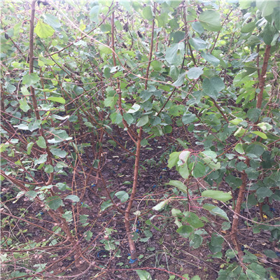 紅荷包杏樹苗批發(fā)價(jià)格兩年生的嫁接紅荷包杏樹苗批發(fā)基地