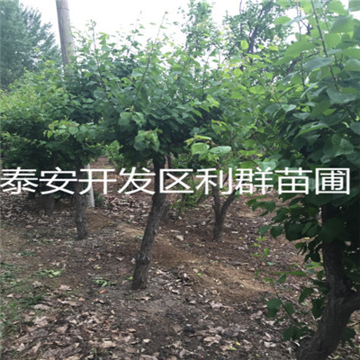贵州章姬草莓苗种植技术