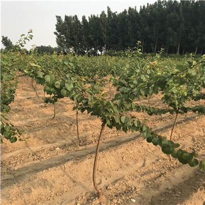 山東草莓苗基地明寶草莓苗品種特點介紹