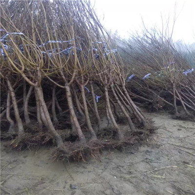 優(yōu)良品種草莓苗越麗草莓苗批發(fā)價錢