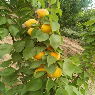 2020年山東天仙醉草莓苗每天報價