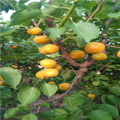河南幸香草莓苗種植技術(shù)