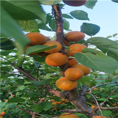 甘肅白雪公主草莓苗品種特點(diǎn)介紹