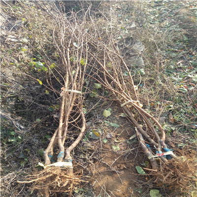 河南香蕉草莓苗品種特點(diǎn)介紹