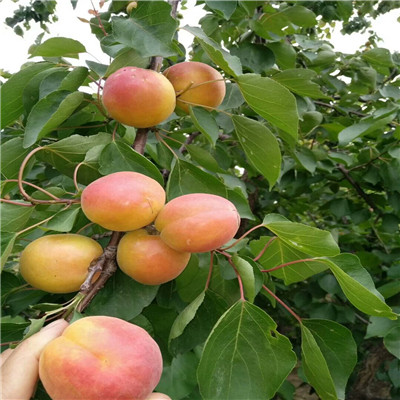 新疆美香莎草莓苗種植技術(shù)