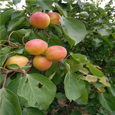新品種草莓苗香蕉草莓苗批發(fā)基地