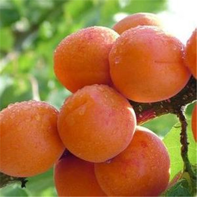 2021年山東草莓苗奶油草莓苗品種特點(diǎn)介紹