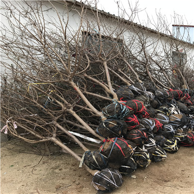 2020年山東隋珠草莓苗品種特點(diǎn)介紹